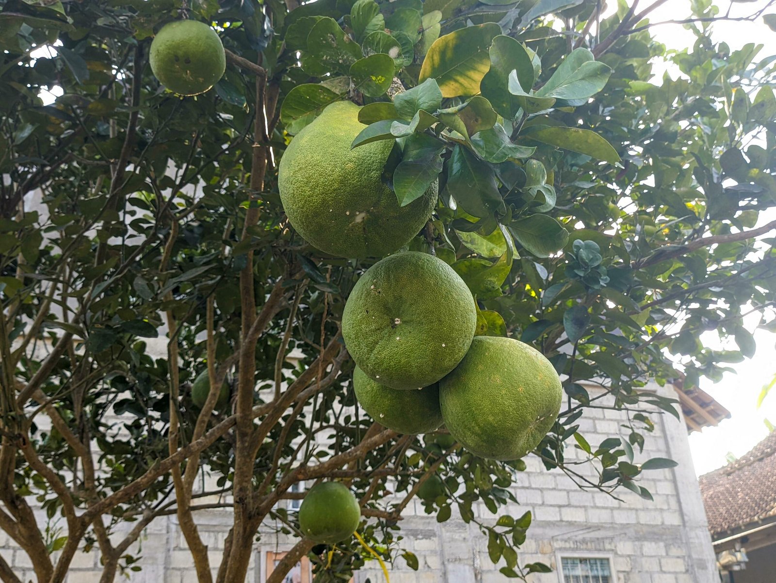 Citrus grandis